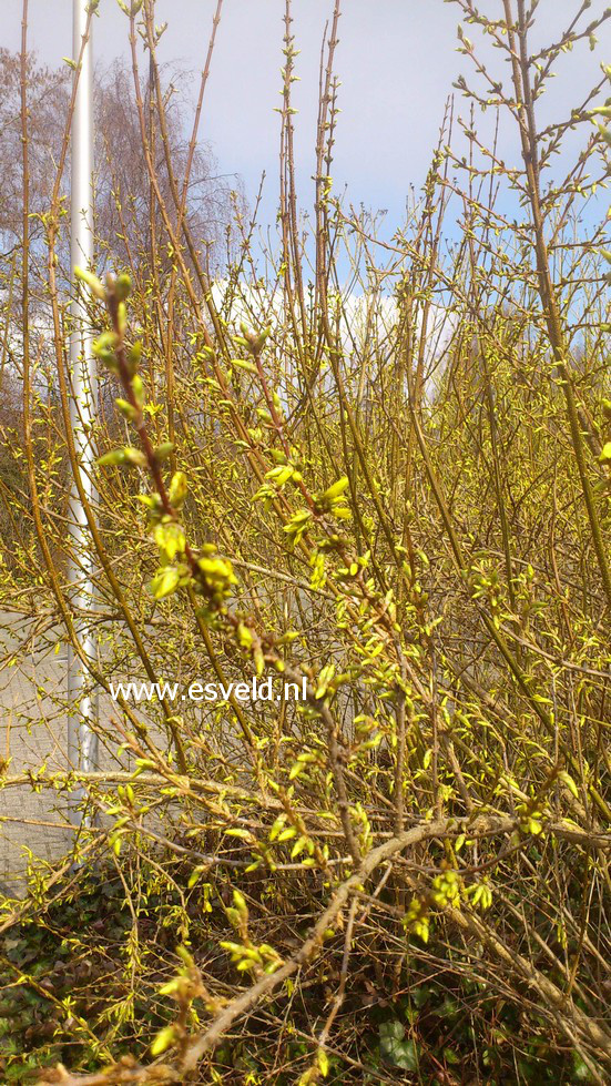 Forsythia intermedia 'Spectabilis'