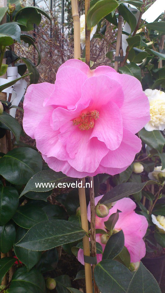 Camellia japonica 'Brigadoon'