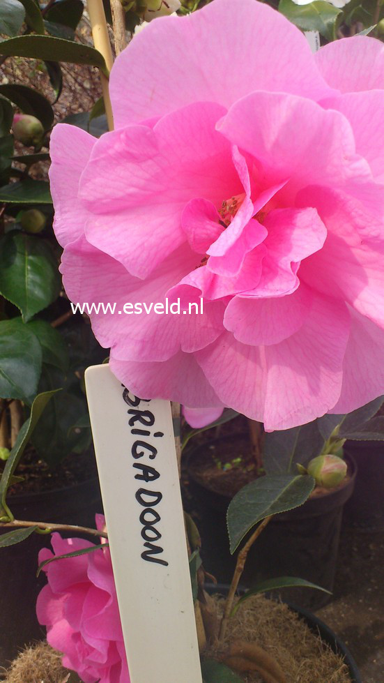 Camellia japonica 'Brigadoon'