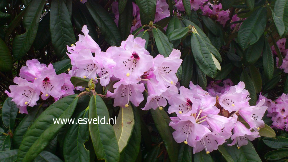 Rhododendron argyrophyllum 'Chinese Silver'