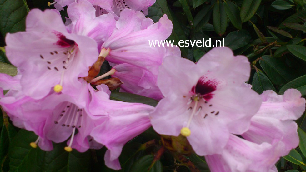 Rhododendron argyrophyllum 'Chinese Silver'