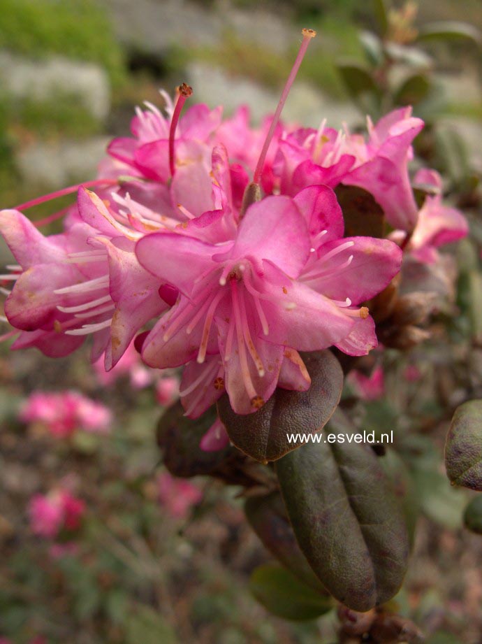 Rhododendron calostrotum keleticum radicans