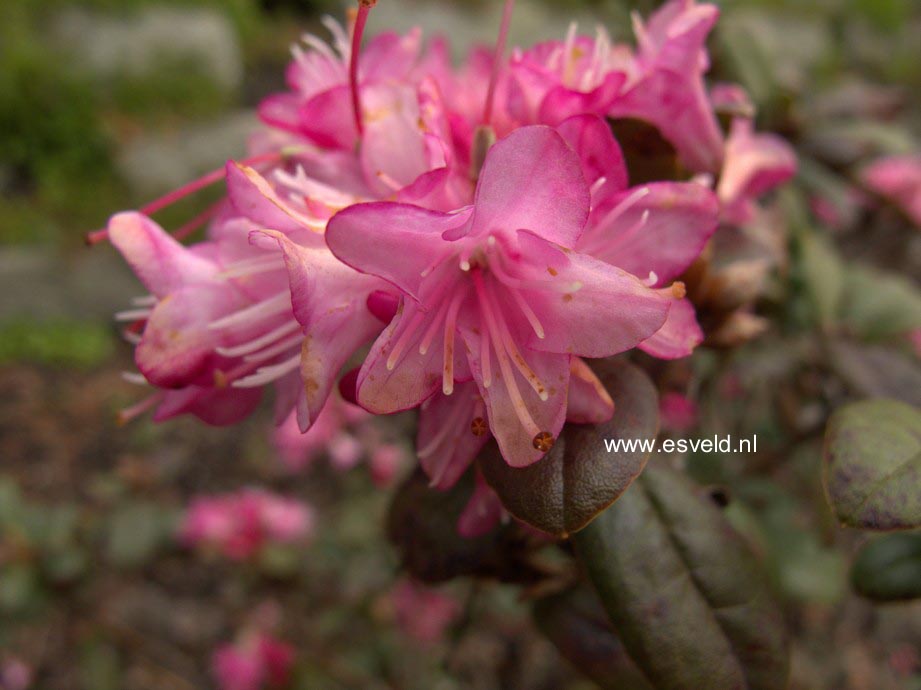 Rhododendron calostrotum keleticum radicans