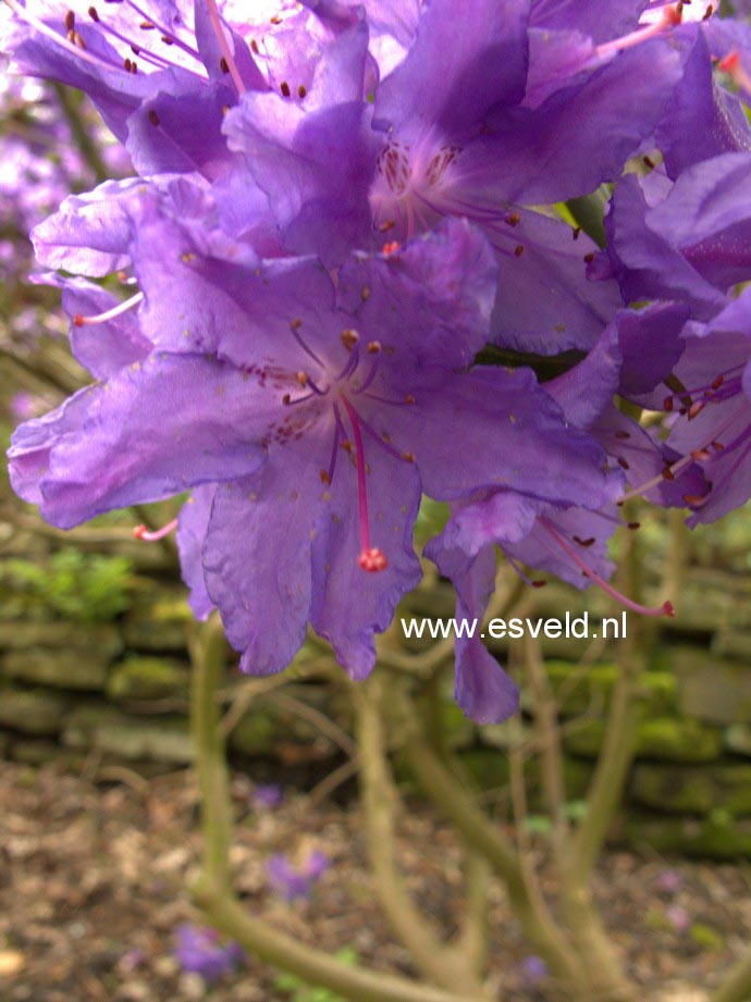 Rhododendron 'Gletschernacht'