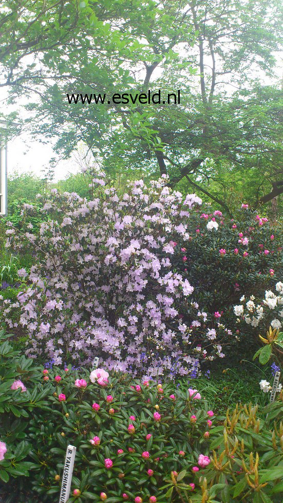 Rhododendron rigidum