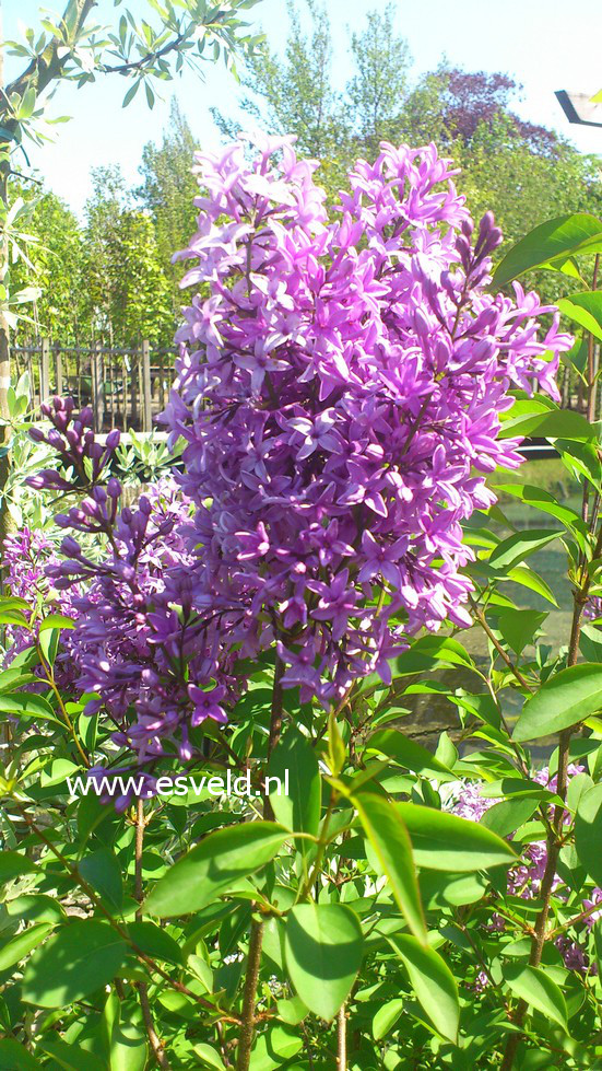 Syringa chinensis 'Amigo'