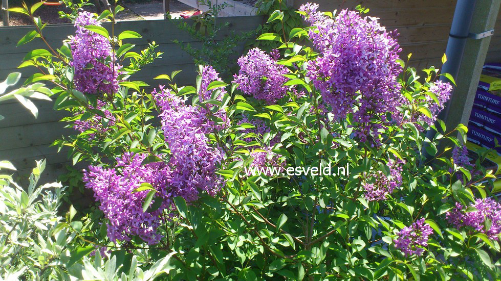 Syringa chinensis 'Amigo'