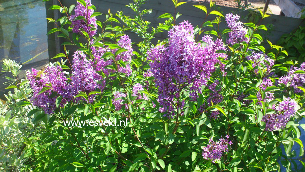 Syringa chinensis 'Amigo'