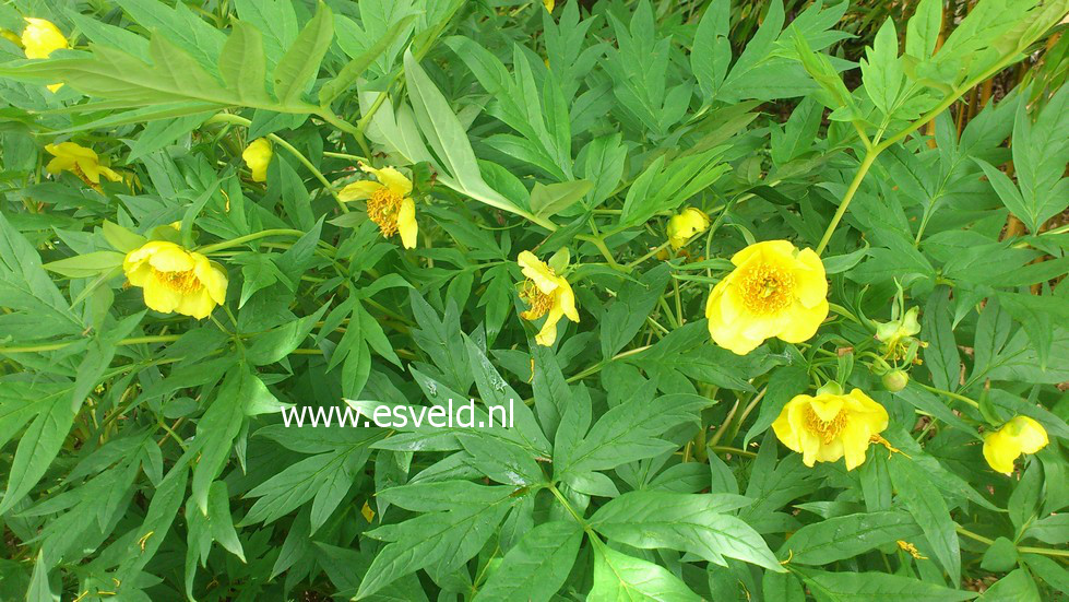 Paeonia lutea