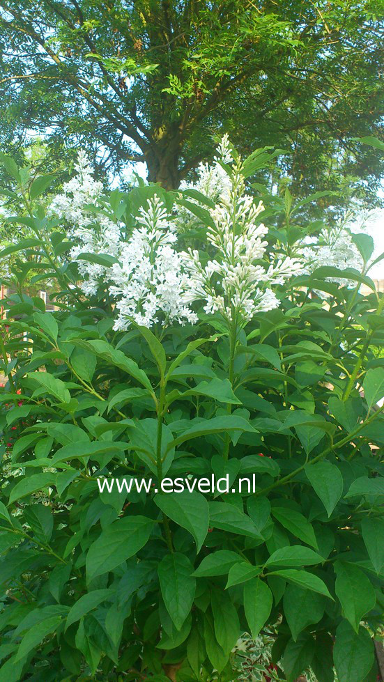 Syringa 'Agnes Smith'