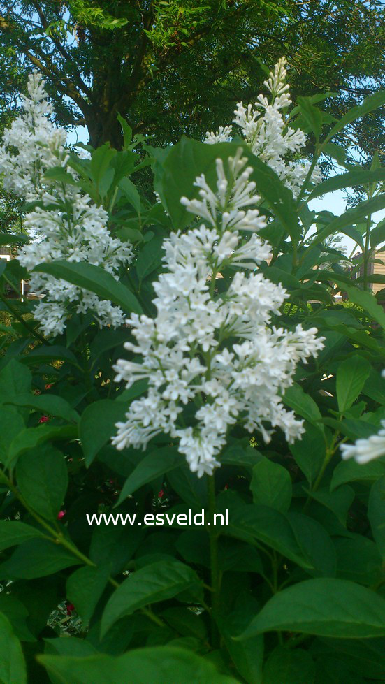 Syringa 'Agnes Smith'