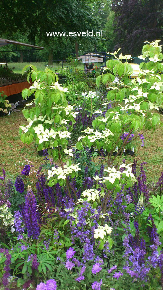 Cornus kousa