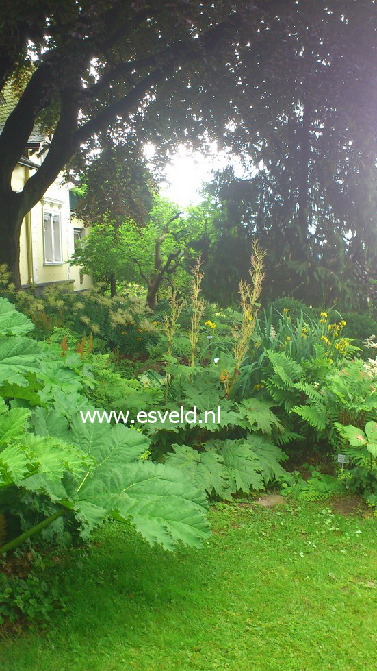 Rheum palmatum