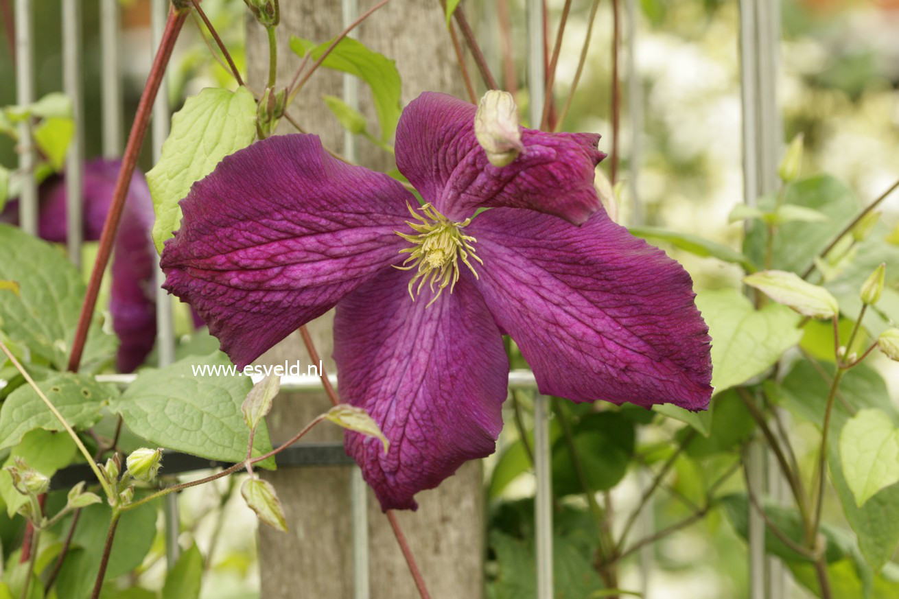 Clematis 'Zojapur' (JACKMANII PURPUREA)