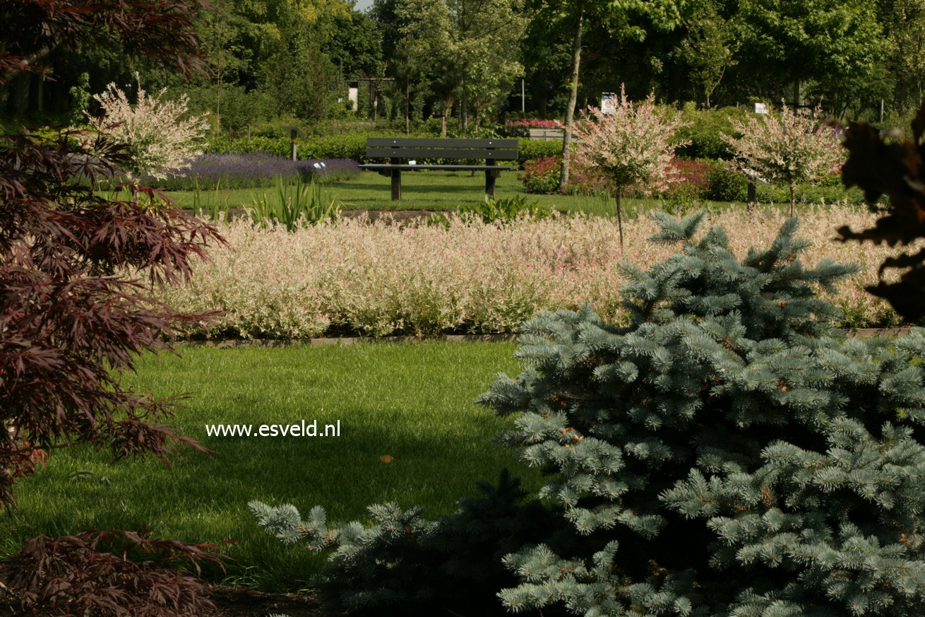 Salix integra 'Hakuro nishiki'