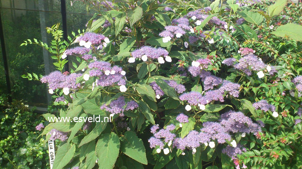 Hydrangea aspera subsp. robusta