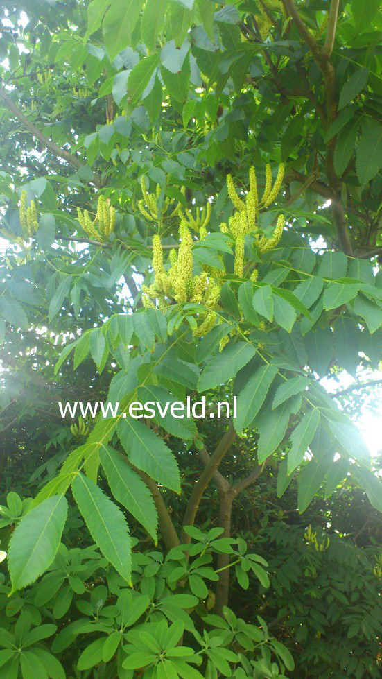 Platycarya strobilacea