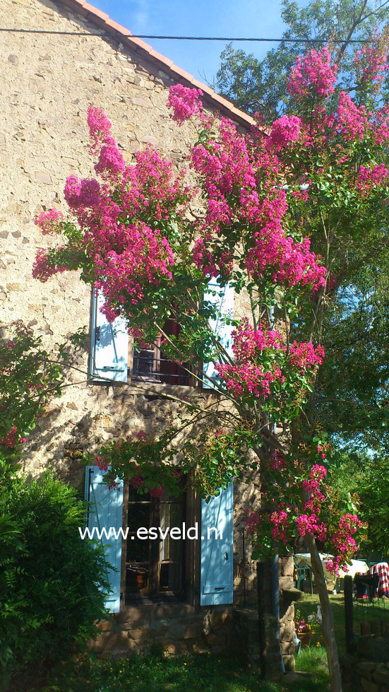 Lagerstroemia indica