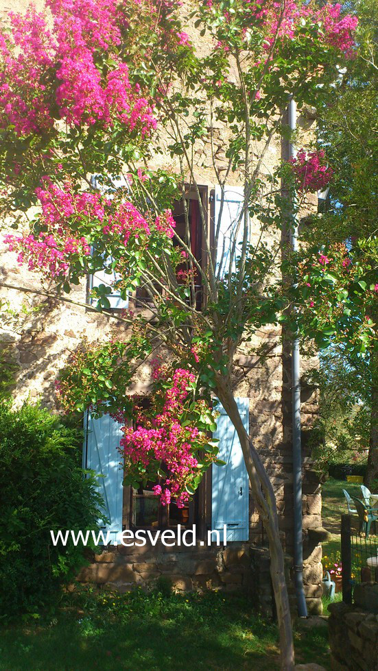 Lagerstroemia indica