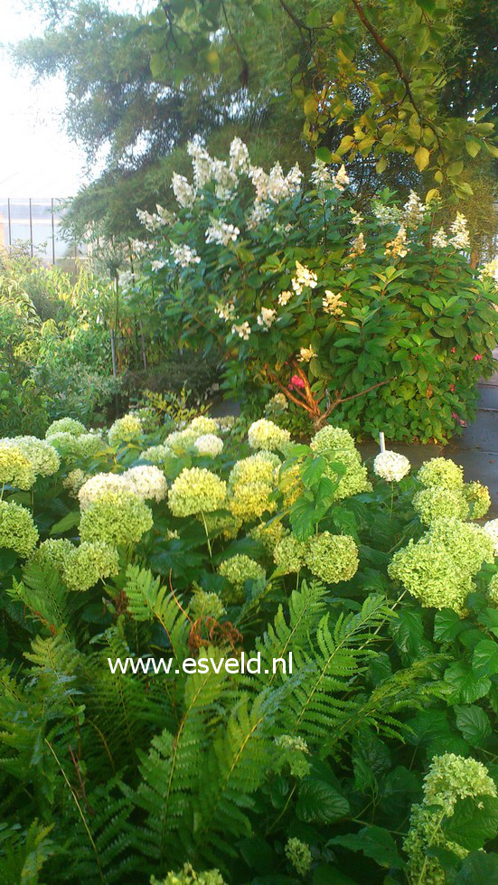 Hydrangea arborescens 'Annabelle'