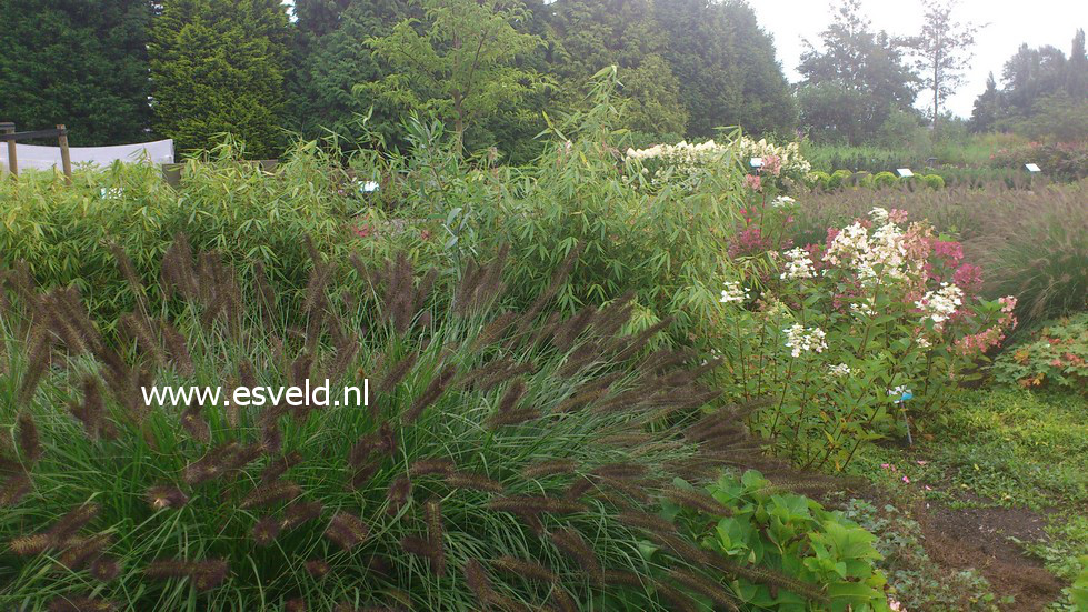 Pennisetum alopecuroides var. viridescens