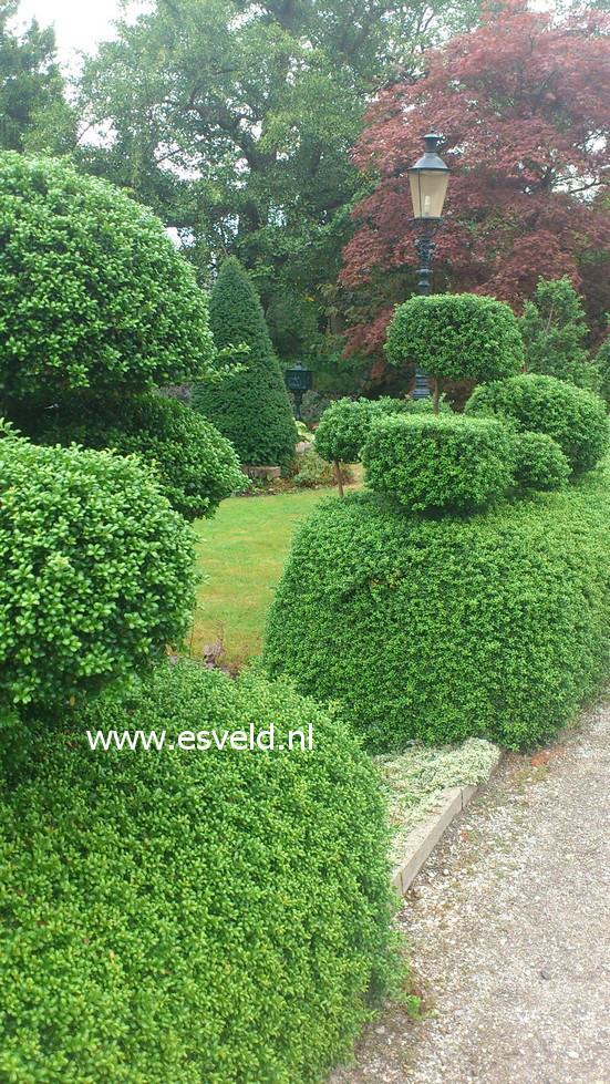 Ilex crenata 'Convexa'