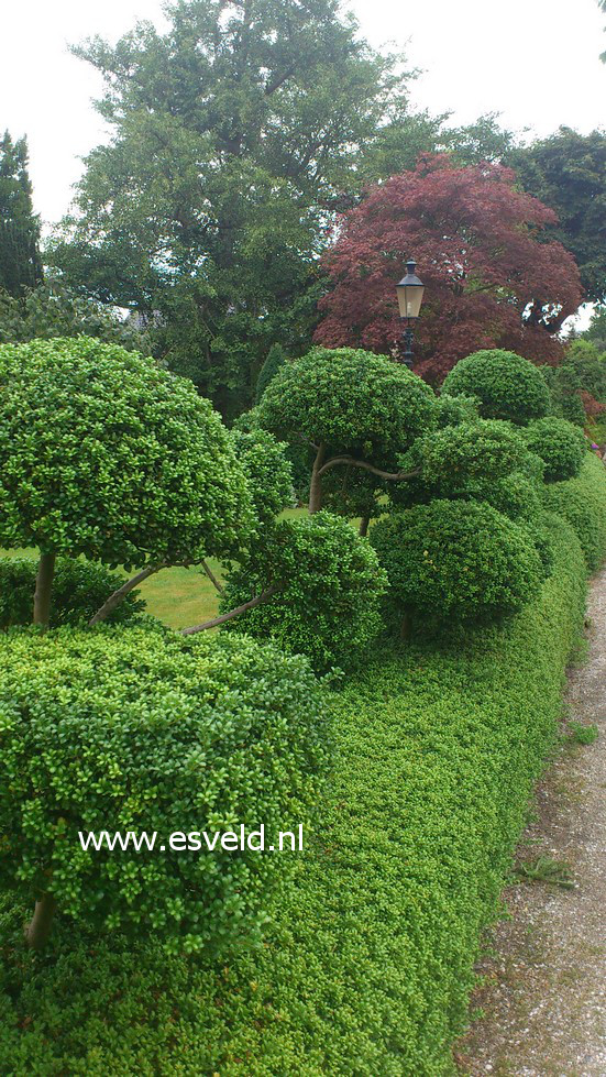 Ilex crenata 'Convexa'