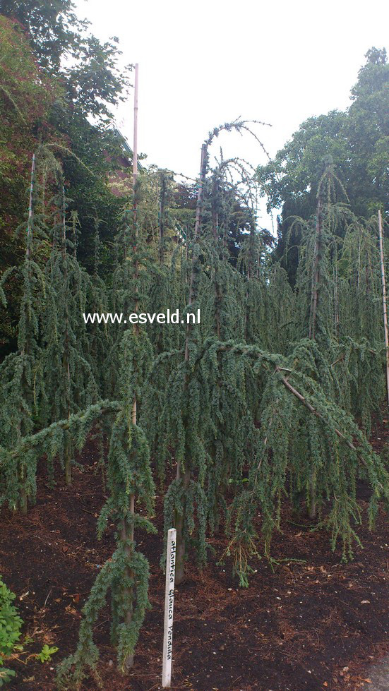 Cedrus libani 'Glauca Pendula'