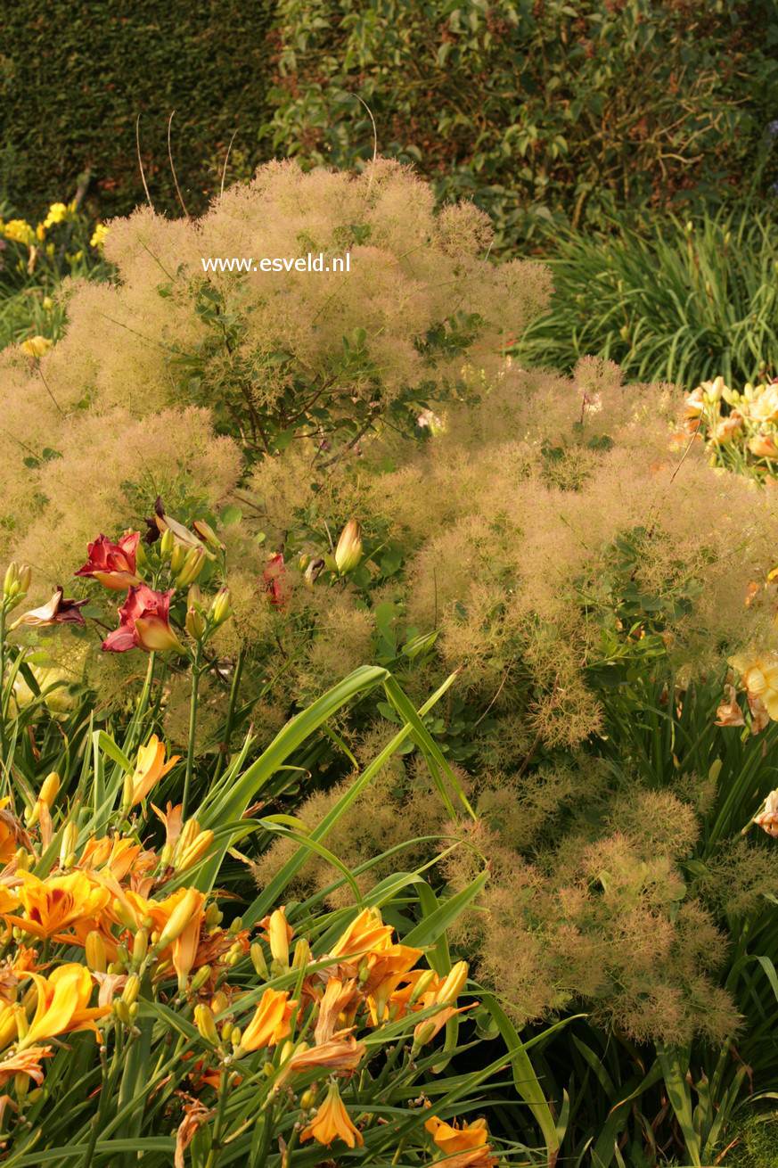 Cotinus coggygria 'Young Lady'