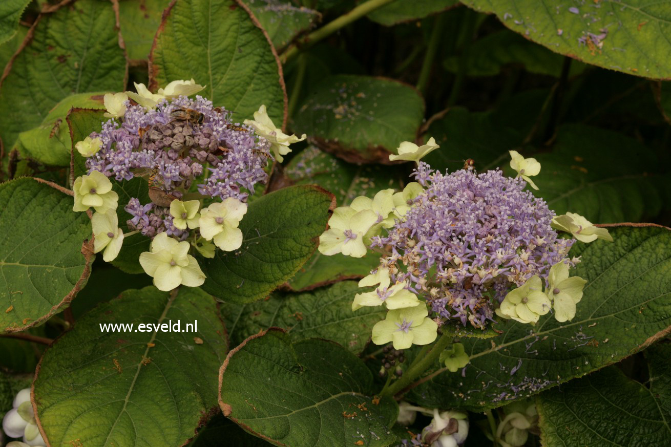 Hydrangea involucrata 'Viridescens'