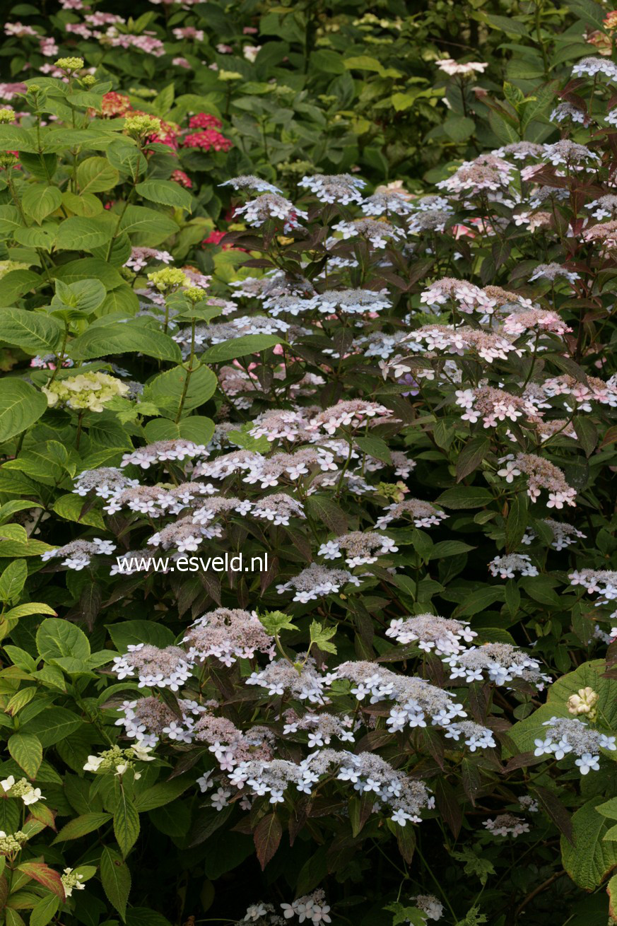 Hydrangea serrata 'Tiara'