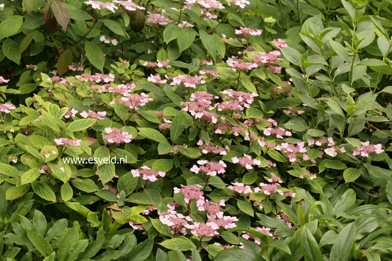 Hydrangea serrata 'Spreading Beauty'