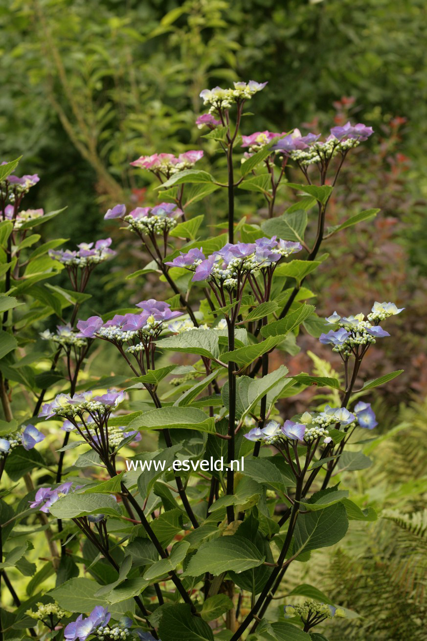 Hydrangea macrophylla 'Zorro'