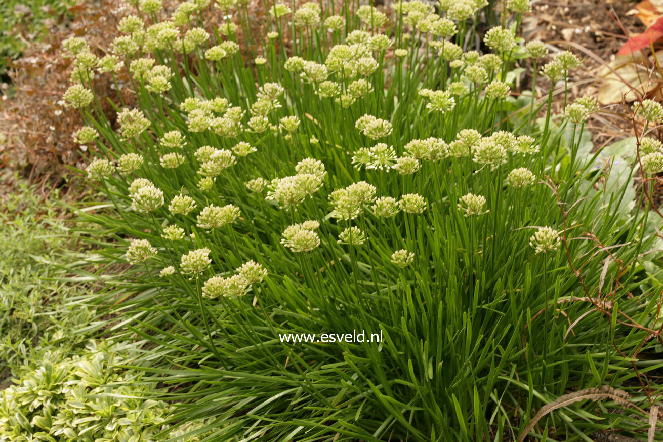 Allium tuberosum