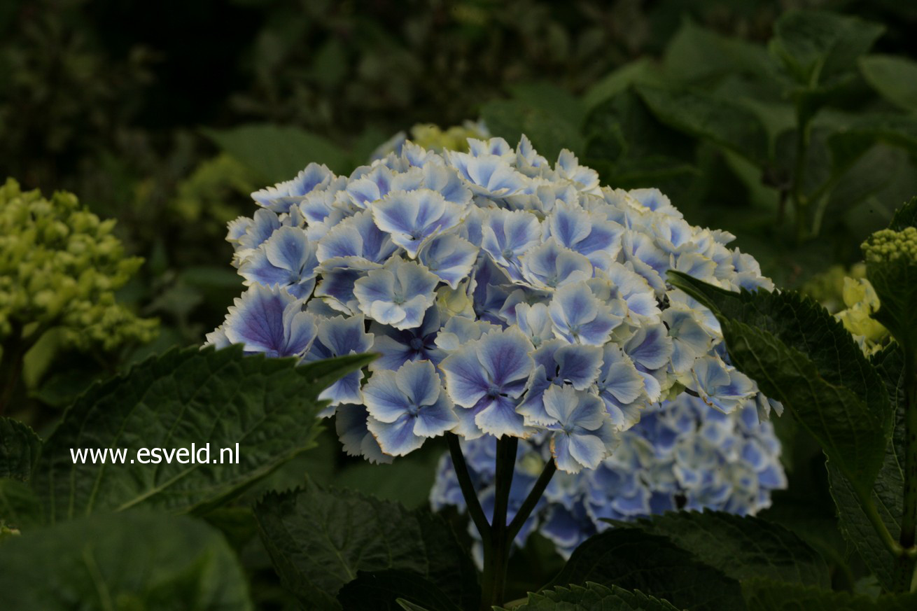 Hydrangea macrophylla 'Frau Katsuko' (LADY KATSUKO)