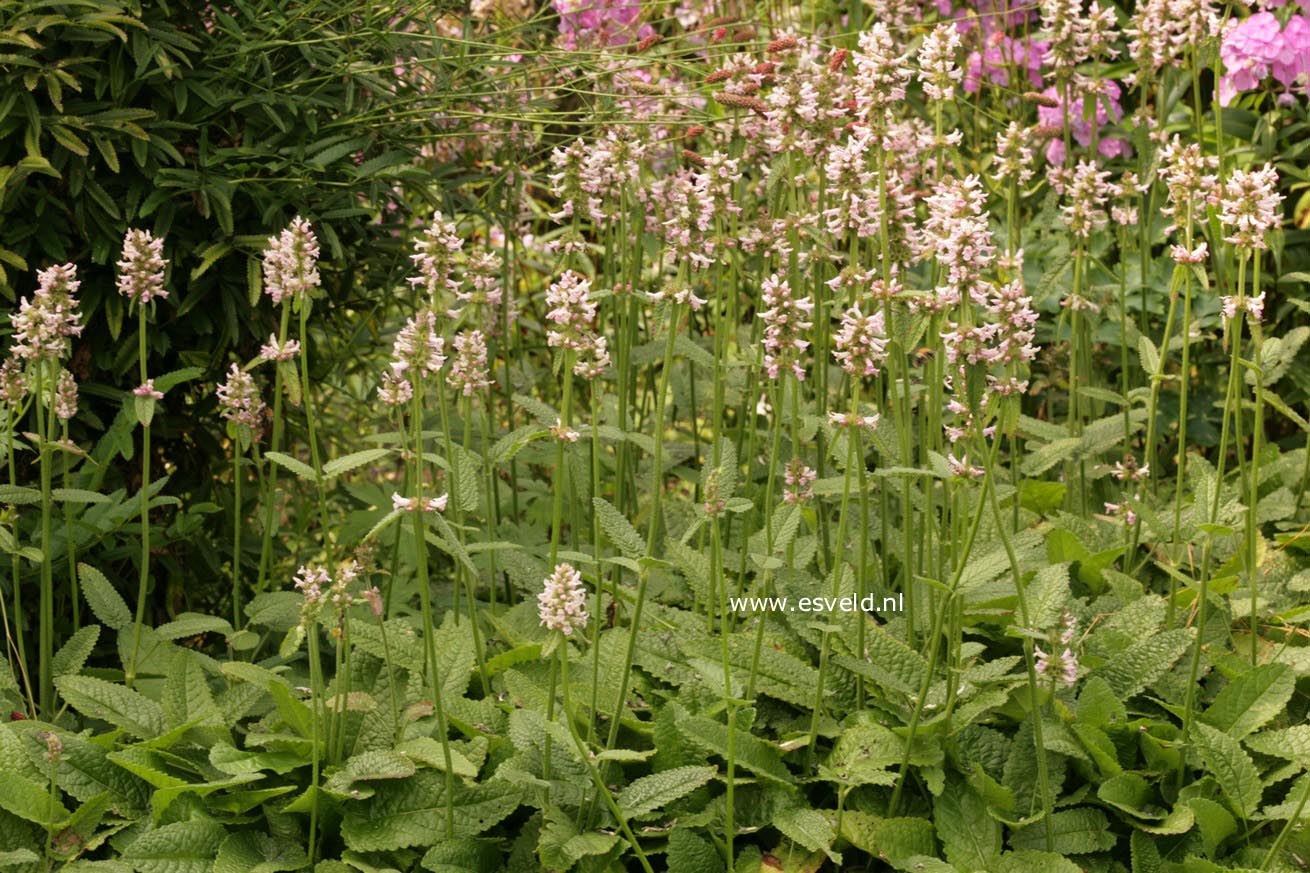 Stachys monnieri 'Rosea'