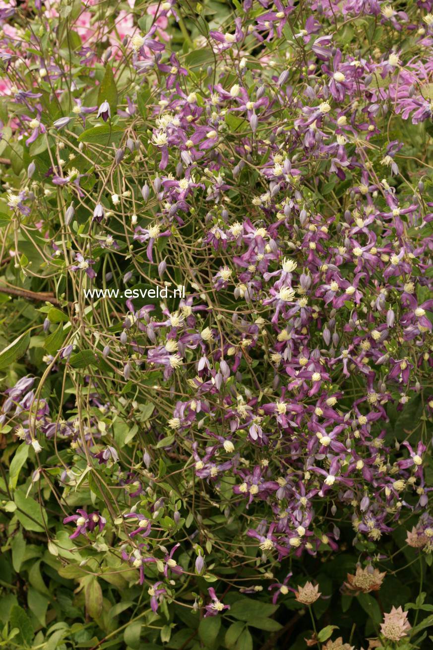 Clematis 'Zopre' (PRETTY IN BLUE)