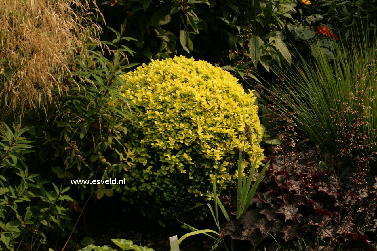 Buxus sempervirens 'Latifolia Maculata'