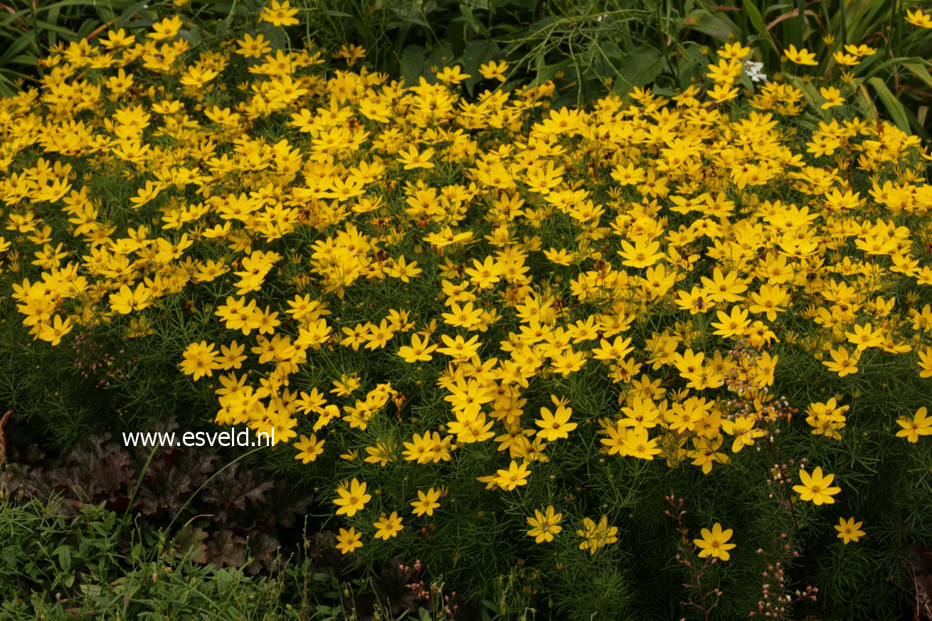 Coreopsis verticillata 'Zagreb'