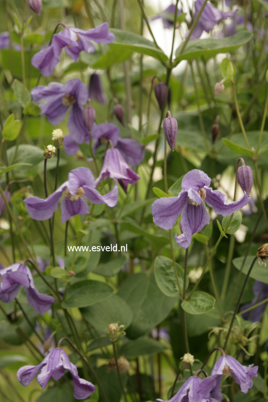 Clematis 'Eriostemon'