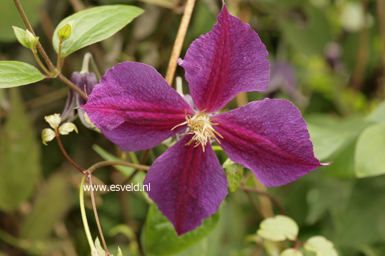 Clematis 'Fascination'