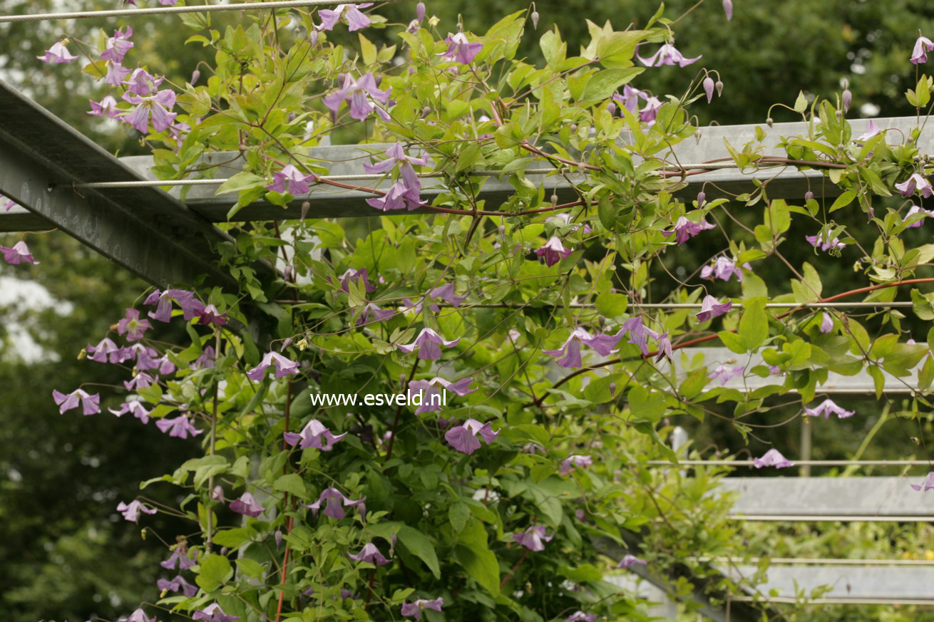 Clematis viticella