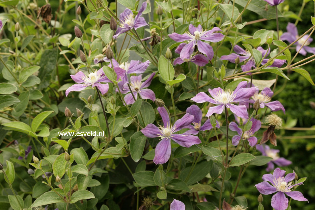 Clematis 'Arabella'