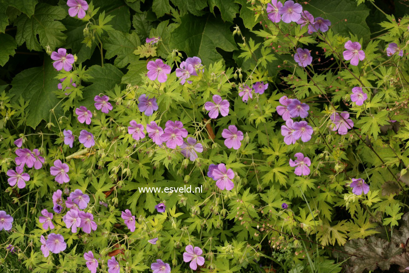 Geranium 'Blue Sunrise'