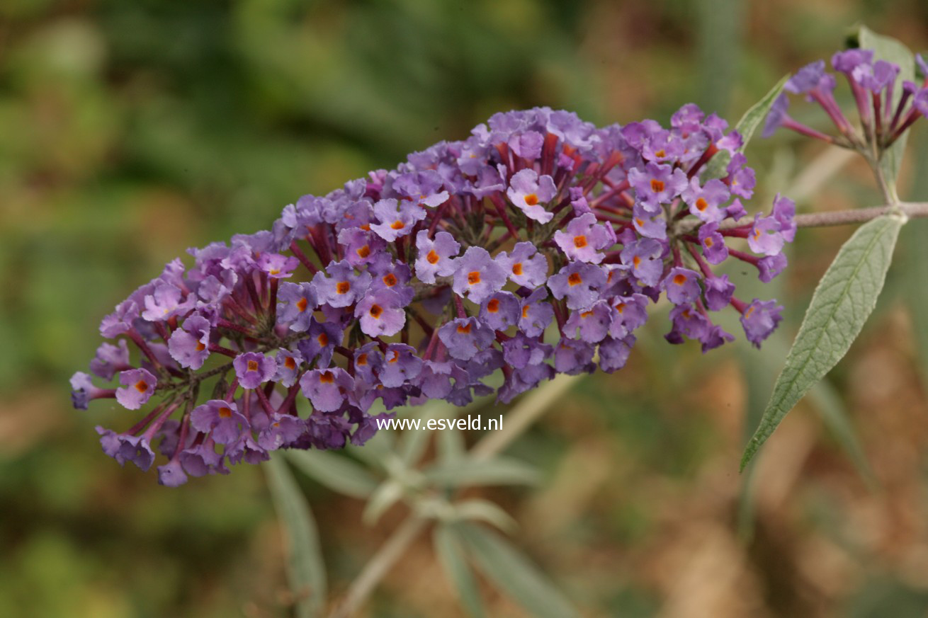 Buddleja davidii 'Nanho Blue'