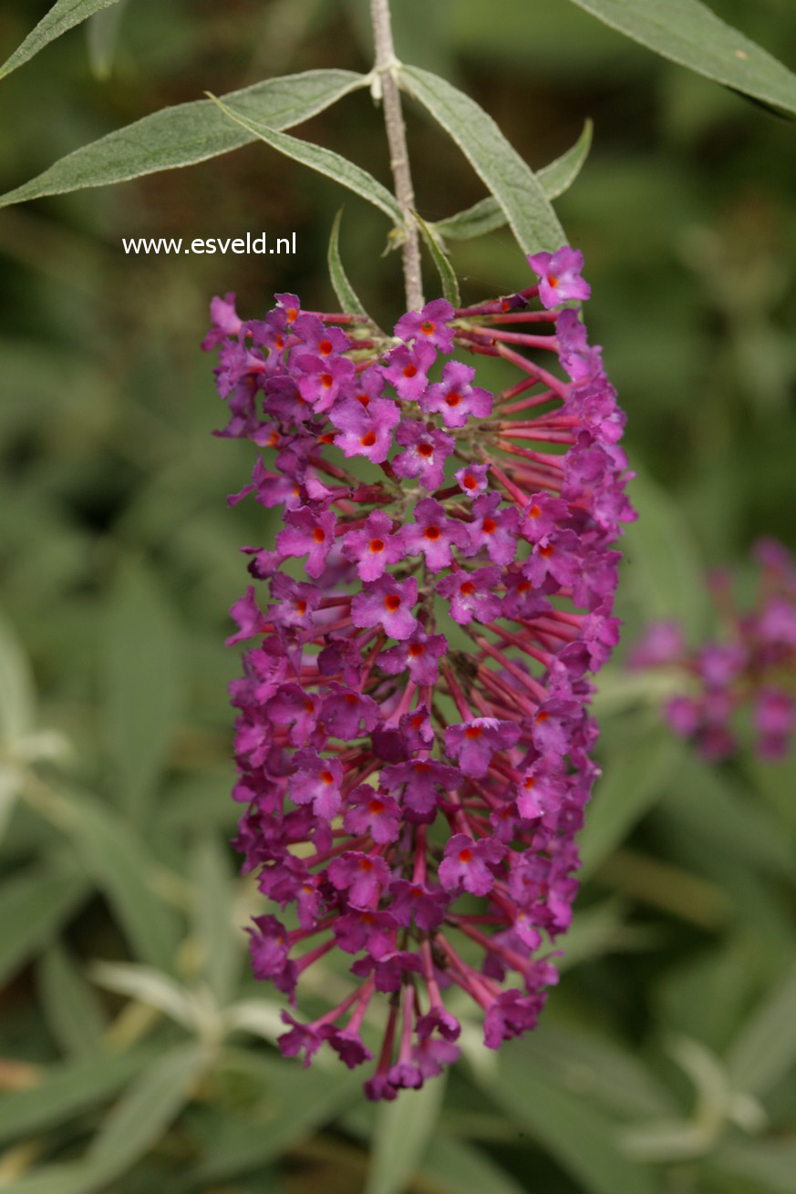 Buddleja davidii 'Nanho Purple'