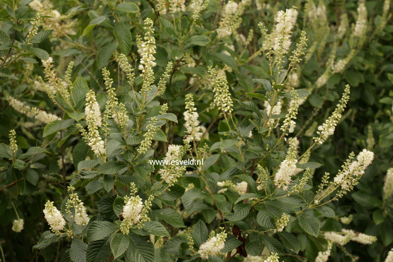 Clethra alnifolia 'September Beauty'