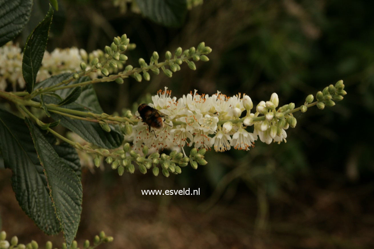 Clethra alnifolia 'September Beauty'