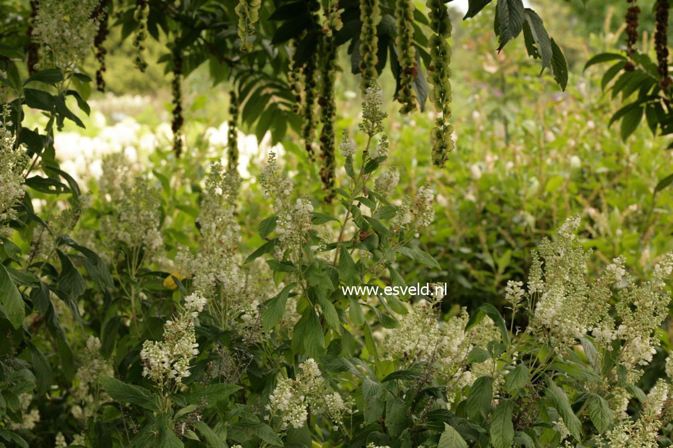 Clethra delavayi