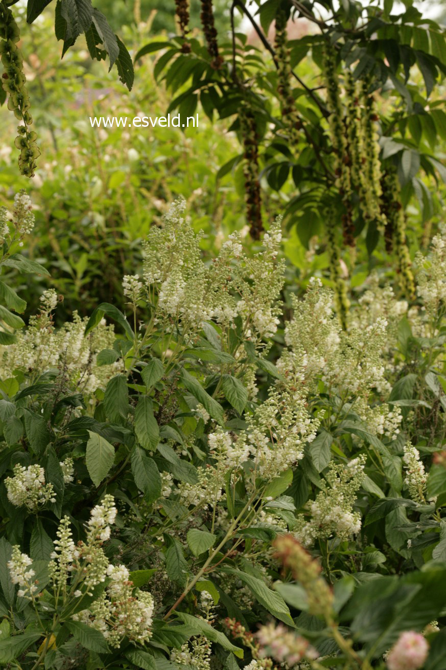 Clethra delavayi